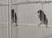 2026 Pied Black Goldfinches