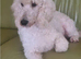 F1 Gorgeous Cokapoos Mother poodle (small to medium in size ) & Father cocker spaniel (small to medium size)