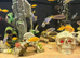 Variety or cichlids