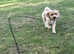 F1 cavapoo available for stud