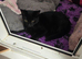 Beautiful black kitten
