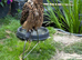 European eagle owl