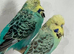 Exhibition budgies