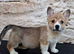 Pembroke Corgis