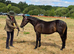 Part-bred colt