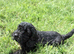 Brilliant Cockalier-a-Poo Puppies – Ready Soon!