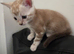 TICA Registered Bengal Kittens – Stunning Colours(3 left)