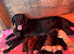 Chocolate/Yellow/Black KC Registered Labrador Retrievers