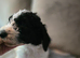READY NOW Beautiful standard poodle puppies
