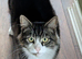 Roku (Outdoor Farm Cat) Excellent pest control.