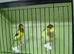 Pair Of Canaries £40 The Pair