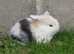 Pedigree mini lop bunnies