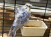 Helicopter budgies