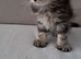 Ragdoll cross