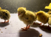 Beautiful chicks for sale
