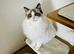 Pure Ragdoll Kittens