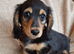 Fabulous miniature longhaired dachshund puppies