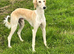 Saluki