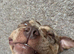 Staffy cross pocket bully