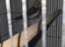 Lovely little female cockatiel
