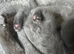 (One left boy and one girl left )have first litter of five amazing Bsh blues kittens(one boy left)