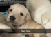 Labs READY NOW