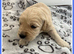 STUNNING F1 MINIATURE GOLDENDOODLES