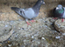 Babies racing pigeons for sale.