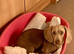 DNA Tested Clear Mini Smooth Dachshund