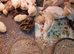 White buttons quails