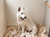KC White Swiss Shepherd puppies Champion Bloodline