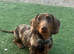 Chocolate dapple dachshund for stud