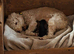 Beautiful blue Bedlington