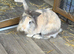 2 bunnies for sale
