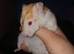I have 1 Syrian hamster