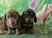 Stunning smooth haired miniature dacshund