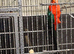 Australian king parrots