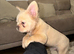 Fluffy Frenchie Cream HEALTH CLEAR