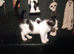 4 adorable kittens needing there forever homes