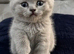 Rare Stunning Chunky Lilac British Shorthair Girl
