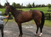 Smart sweet 16.1h 4yo TB gelding RORE
