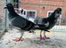 Racer breeder pair