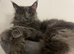 Maine Coon x Ragdoll Kittens