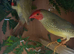 Pair of proven star finches