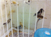 Bengalese and zebra finches