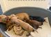 Miniature dachshund