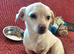 KARA – A Tiny Girl with an Enormous Heart