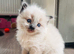 Cute mix ragdoll and BS champions are  for you