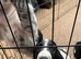 English Springer Spaniel pups