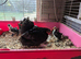 Pekin Bantams